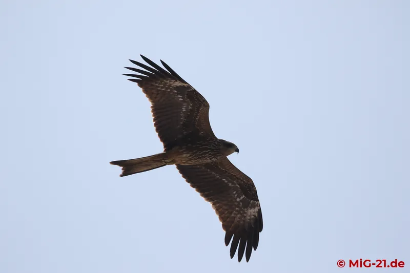 An unofficial visitor to the event with a bad reputation: India's numerous large bird species are blamed for …