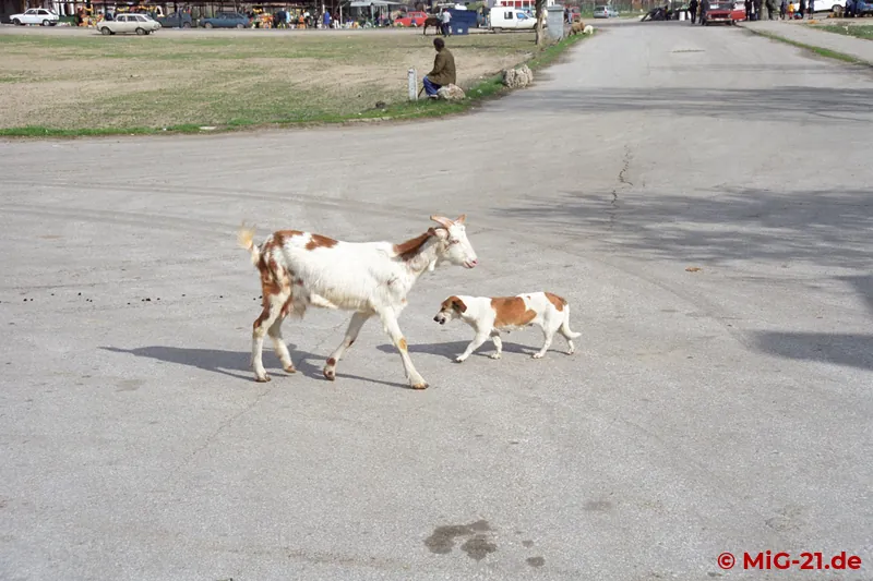 Outside the gates of the base there was animal local colour ...